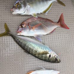 泰丸 釣果