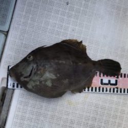 さぶろう丸 釣果