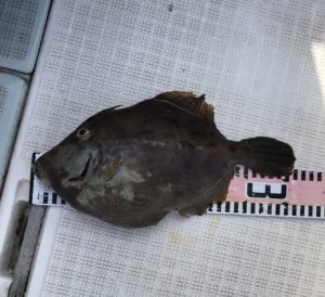 さぶろう丸 釣果