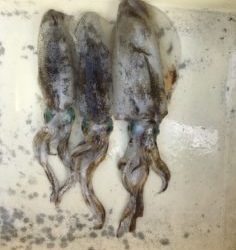 さぶろう丸 釣果