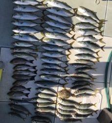 さぶろう丸 釣果