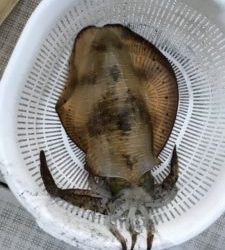 さぶろう丸 釣果