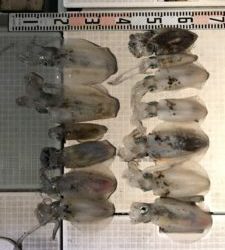 さぶろう丸 釣果