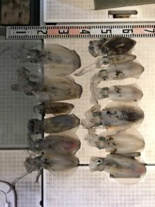 さぶろう丸 釣果