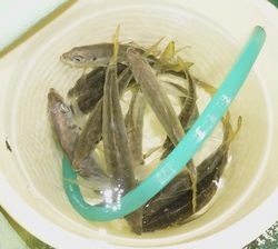 恵陽丸 釣果