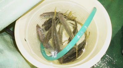 恵陽丸 釣果