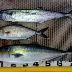 火遠理丸(ほおりまる) 釣果