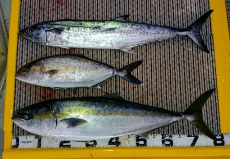 火遠理丸(ほおりまる) 釣果