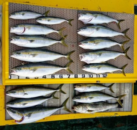 火遠理丸（ほおりまる） 釣果