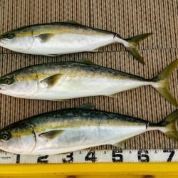 火遠理丸（ほおりまる） 釣果