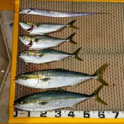 火遠理丸（ほおりまる） 釣果