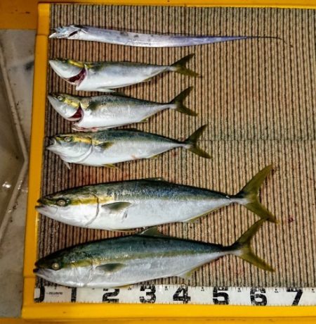 火遠理丸（ほおりまる） 釣果