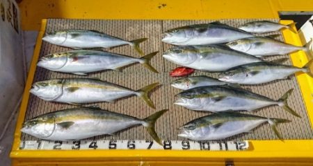 火遠理丸(ほおりまる) 釣果