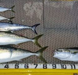 火遠理丸(ほおりまる) 釣果