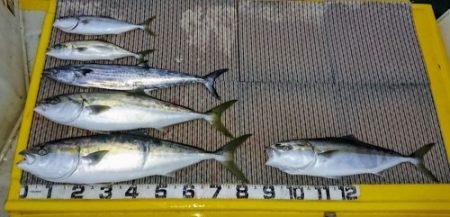 火遠理丸(ほおりまる) 釣果