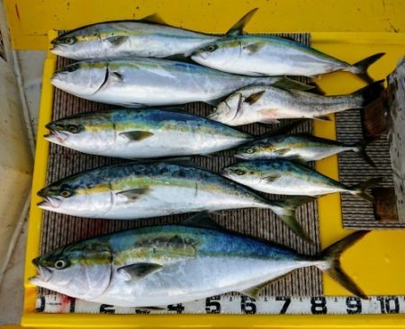 火遠理丸(ほおりまる) 釣果