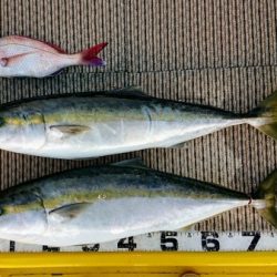 火遠理丸(ほおりまる) 釣果