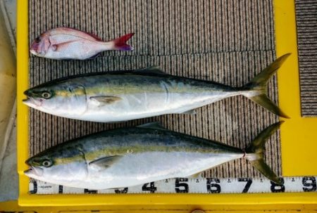 火遠理丸(ほおりまる) 釣果