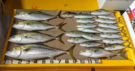 火遠理丸(ほおりまる) 釣果