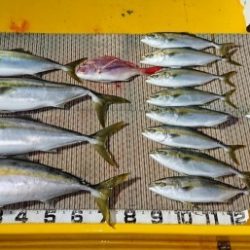 火遠理丸(ほおりまる) 釣果