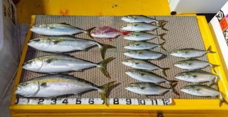 火遠理丸(ほおりまる) 釣果