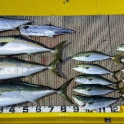 火遠理丸(ほおりまる) 釣果