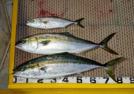 火遠理丸(ほおりまる) 釣果