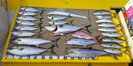 火遠理丸(ほおりまる) 釣果