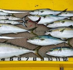 火遠理丸(ほおりまる) 釣果