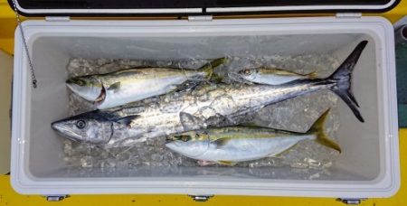 火遠理丸(ほおりまる) 釣果
