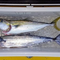 火遠理丸(ほおりまる) 釣果