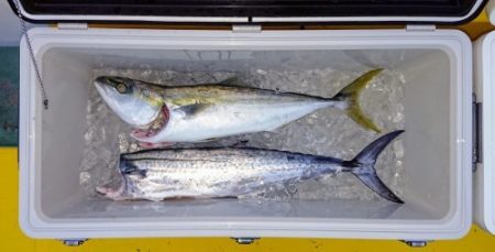 火遠理丸(ほおりまる) 釣果