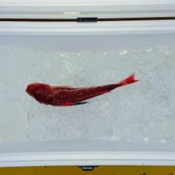 火遠理丸(ほおりまる) 釣果