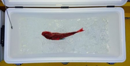 火遠理丸(ほおりまる) 釣果