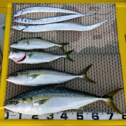 火遠理丸(ほおりまる) 釣果