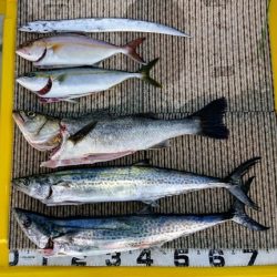 火遠理丸(ほおりまる) 釣果