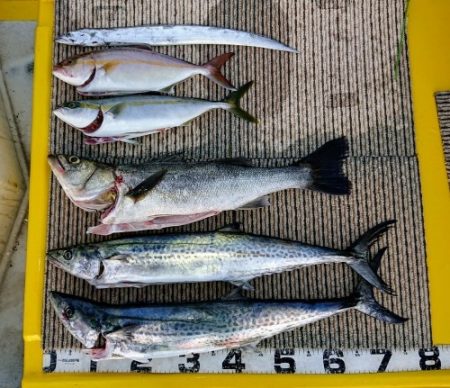 火遠理丸(ほおりまる) 釣果