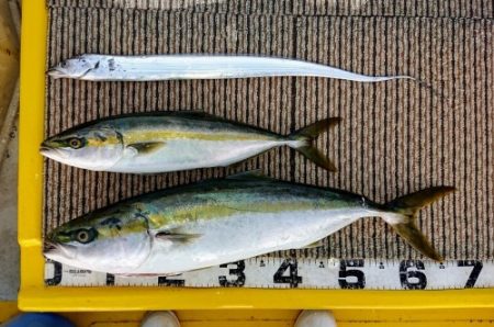 火遠理丸(ほおりまる) 釣果