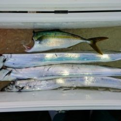 火遠理丸(ほおりまる) 釣果