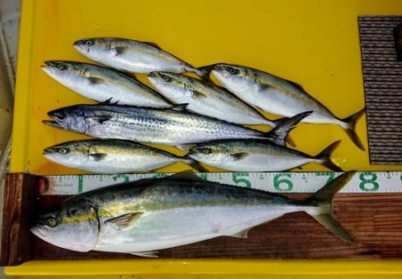 火遠理丸（ほおりまる） 釣果