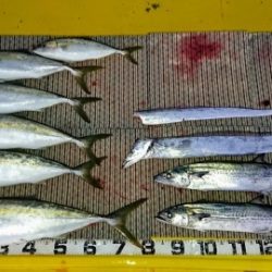 火遠理丸(ほおりまる) 釣果