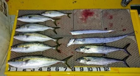 火遠理丸(ほおりまる) 釣果