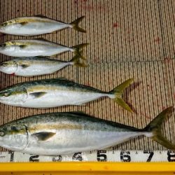 火遠理丸(ほおりまる) 釣果