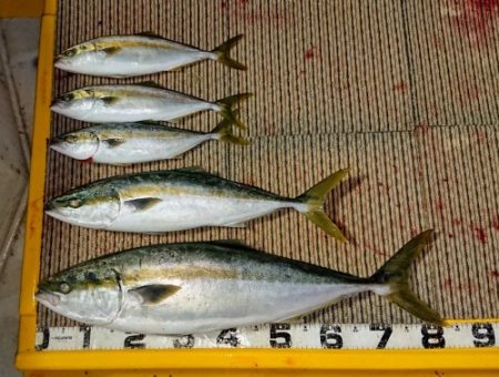 火遠理丸(ほおりまる) 釣果