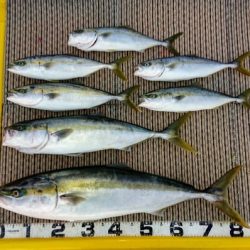 火遠理丸(ほおりまる) 釣果