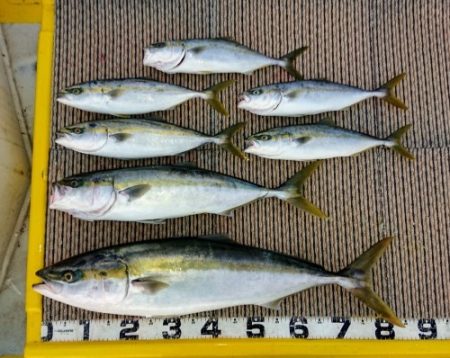 火遠理丸(ほおりまる) 釣果