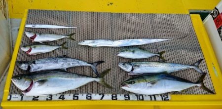 火遠理丸(ほおりまる) 釣果