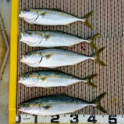 火遠理丸(ほおりまる) 釣果