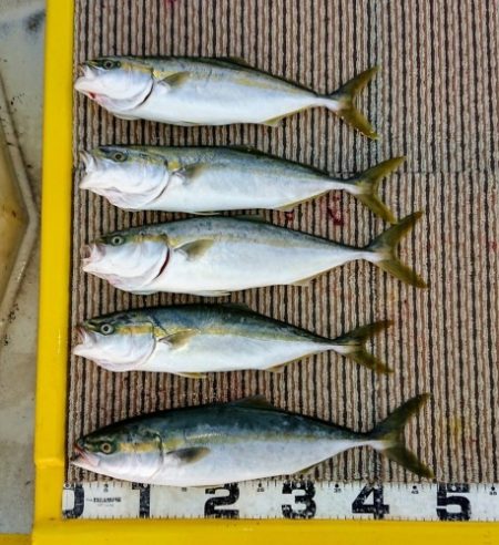 火遠理丸(ほおりまる) 釣果