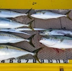 火遠理丸(ほおりまる) 釣果